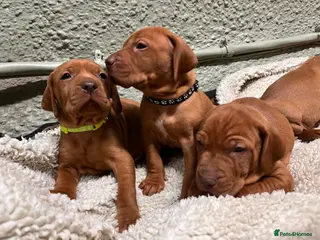 Hungarian Vizsla dogs Stunning Vizsla Puppies - Advert 3