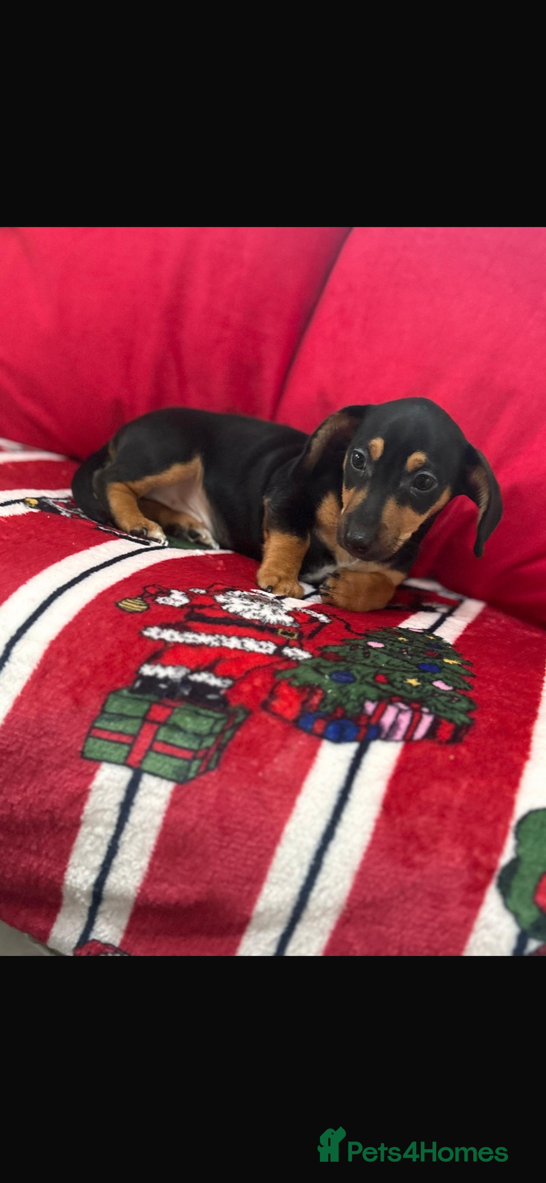 Dachshund dogs for sale: Lovely Dauchound  - Advert 3