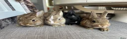 Netherland Dwarf rabbits for sale: Lovely baby Netherlands dwarfs. - Advert 3