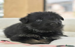 German Shepherd dogs for sale: 5 Generation KC - straight backed GSD puppies  - Image 11
