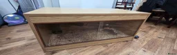 Tortoise reptiles for sale: Herman tortoise for sale with full enclosure  - Advert 3