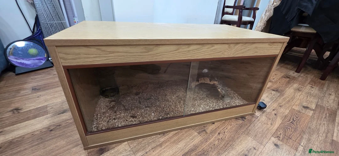 Tortoise reptiles for sale: Herman tortoise for sale with full enclosure  - Advert 3