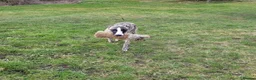 Whippet dogs for stud:  PROVEN kc reg whippet for stud in Consett - Advert 7