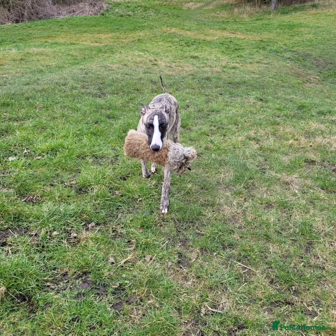 Whippet dogs for stud:  PROVEN kc reg whippet for stud in Consett - Advert 7