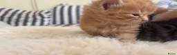 Mixed Breed cats for sale: Beautiful tabby kittens - Advert 14