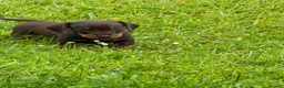 Dachshund dogs for sale: Gorgeous  Dachshund puppies for sale in Dorchester - Advert 3