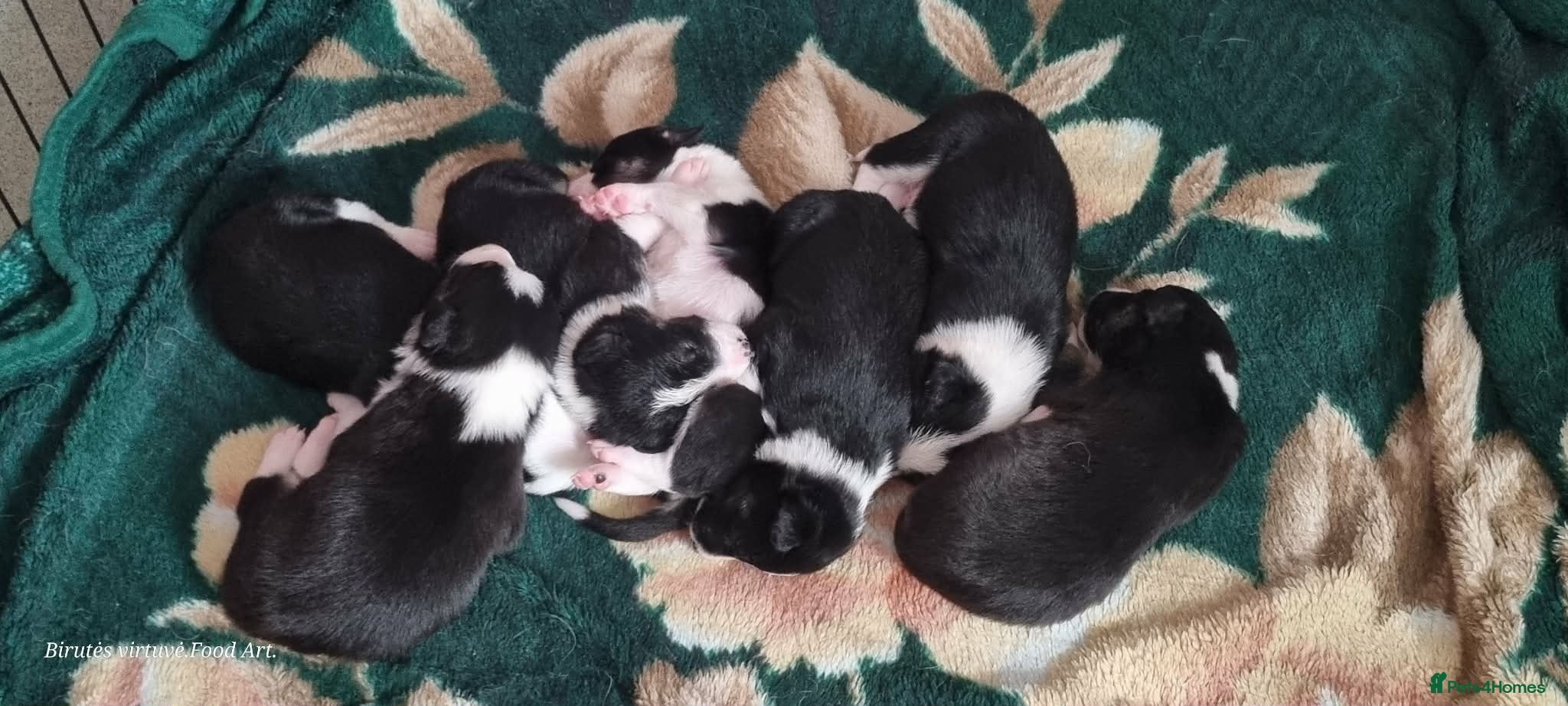 Border Collie dogs Litter of 6 beautiful male border collie puppies. - Advert 9