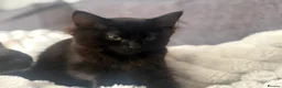 Ragdoll cats for sale: Ragdoll X kittens *READY TO LEAVE* - Advert 10