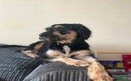 Jackapoo dogs for sale: Flynn  - Image 1