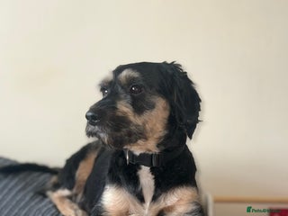 Jackapoo dogs - Advert 5