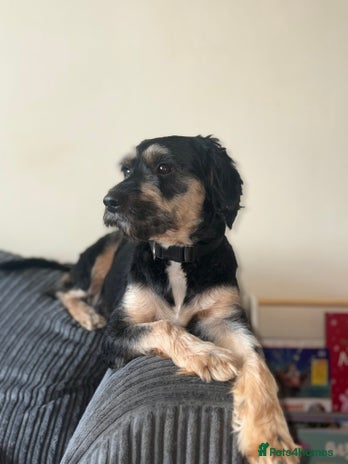 Jackapoo dogs - Advert 1