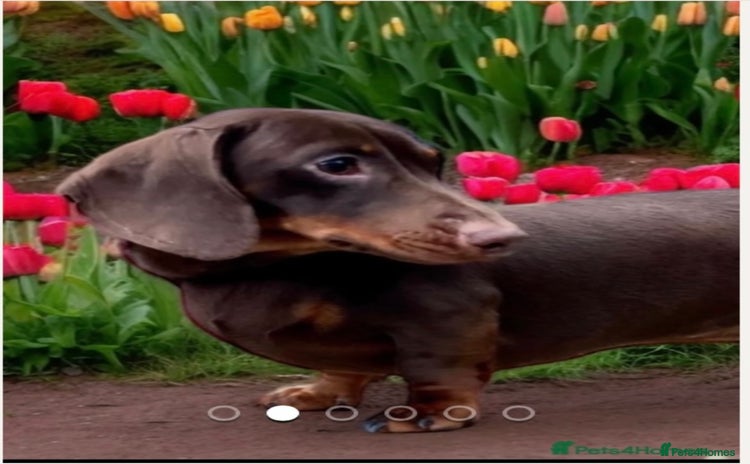 Miniature Dachshund dogs EXPERIENCED STUD KC/PRA CLEAR SHOW LINE STUD in Manchester - Advert 17