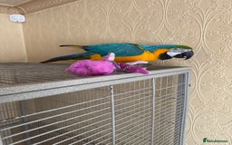 Macaws birds for sale: Blue and gold macaw  - Image 3