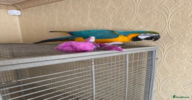 Macaws birds - Advert 11