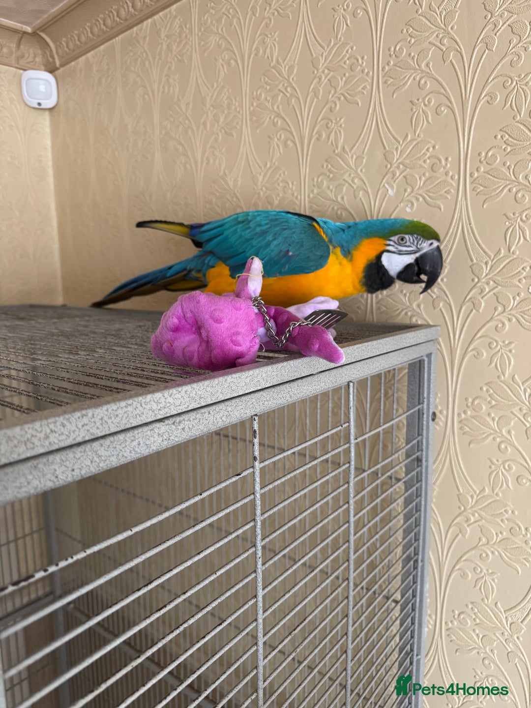 Macaws birds for sale: Blue and gold macaw  - Image 3