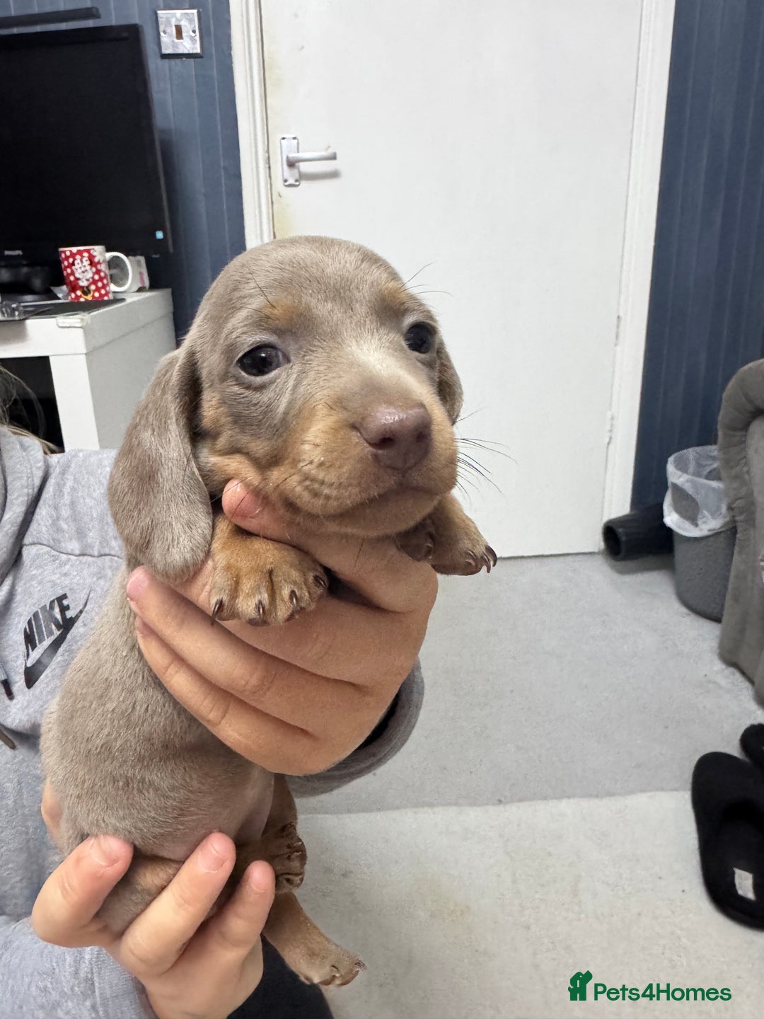 Miniature Dachshund dogs for sale: READY NOW  - Advert 36