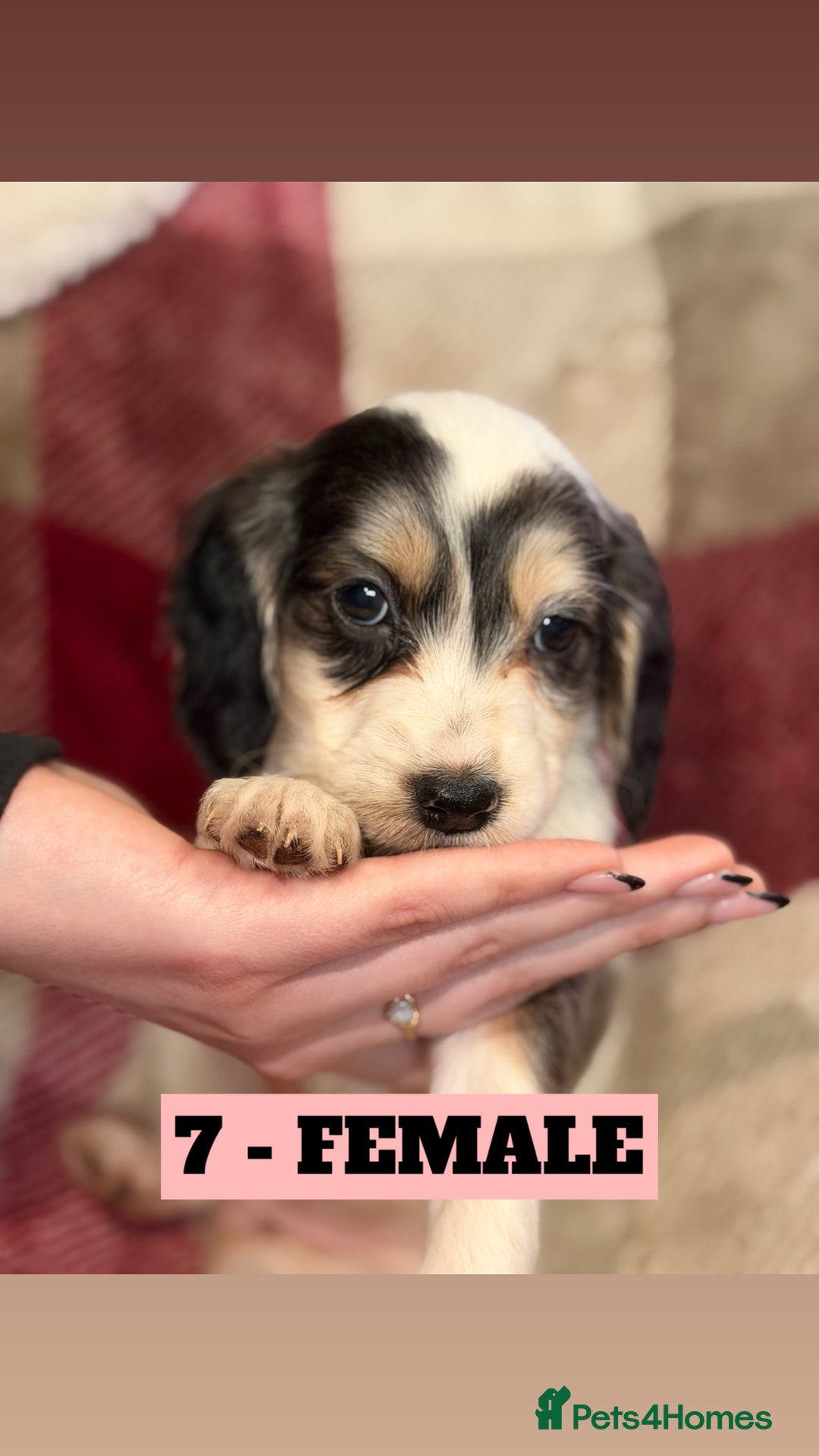 Cockapoo dogs for sale: BEAUTIFUL F2 COCKAPOO PUPPIES - 4 BOYS AND 4 GIRLS - Advert 24