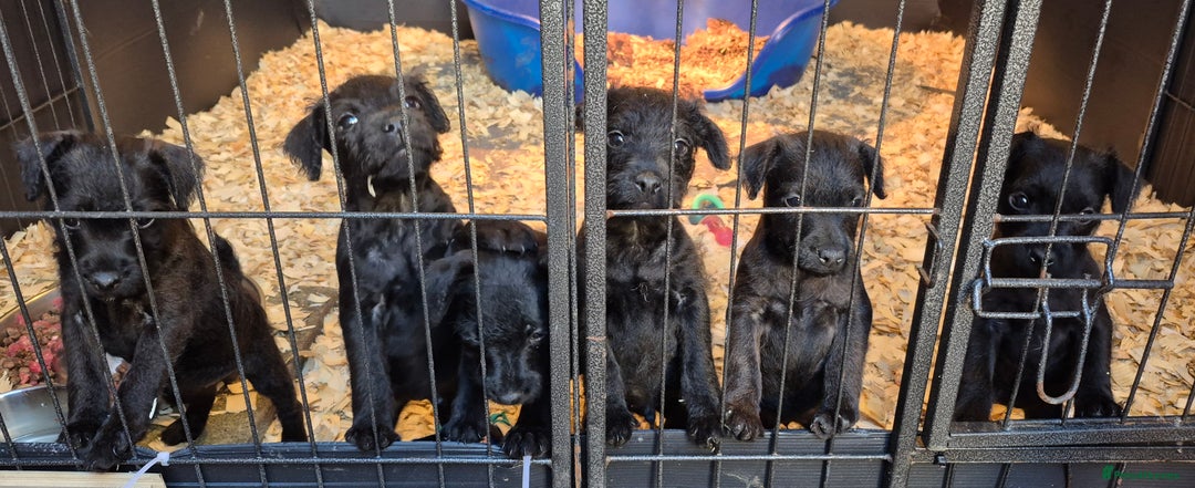 Patterdale Terrier dogs for sale: 3 Patterdale terrier bitch pups  - Advert 1