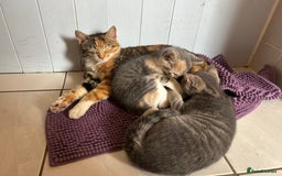 Domestic Shorthair cats for sale: Beautifully bonded brother & sister to go together - Image 8