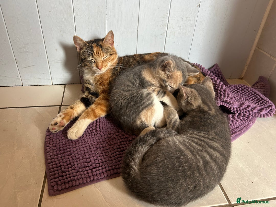 Domestic Shorthair cats for sale: Beautifully bonded brother & sister to go together - Image 8