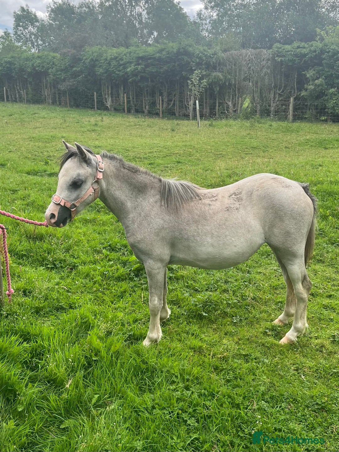 Welsh Section A horses for sale: Registered Welsh Section A yearling filly - Image 2