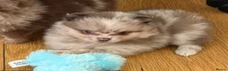 Pomeranian dogs for sale: Only UK Pomeranian Pups All 263 DNA tests clear  in Bishop Auckland - Advert 5