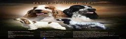 Cocker Spaniel dogs for sale: Ready now KC Cocker Spaniel Boy - Advert 7
