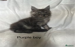 Maine Coon cats for sale: Stunning Maincoon kittens - Image 18