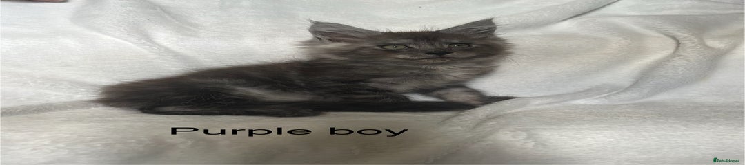 Maine Coon Kitten 5