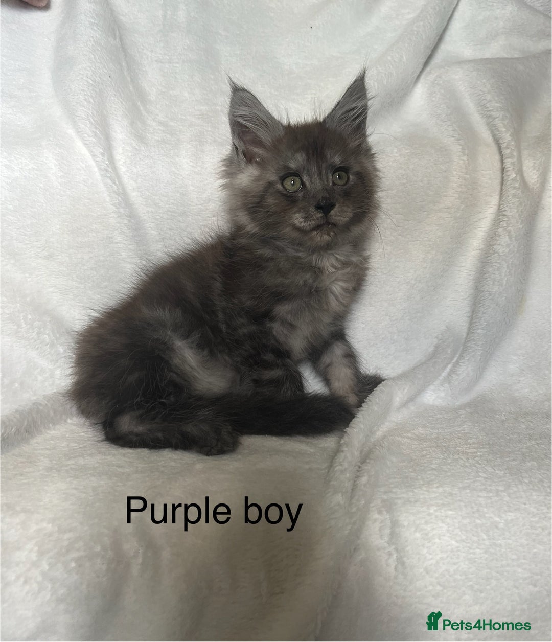 Maine Coon cats for sale: Stunning Maincoon kittens - Image 18