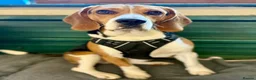 Beagle dogs for stud: Pablo The Beagle STUD - Advert 2