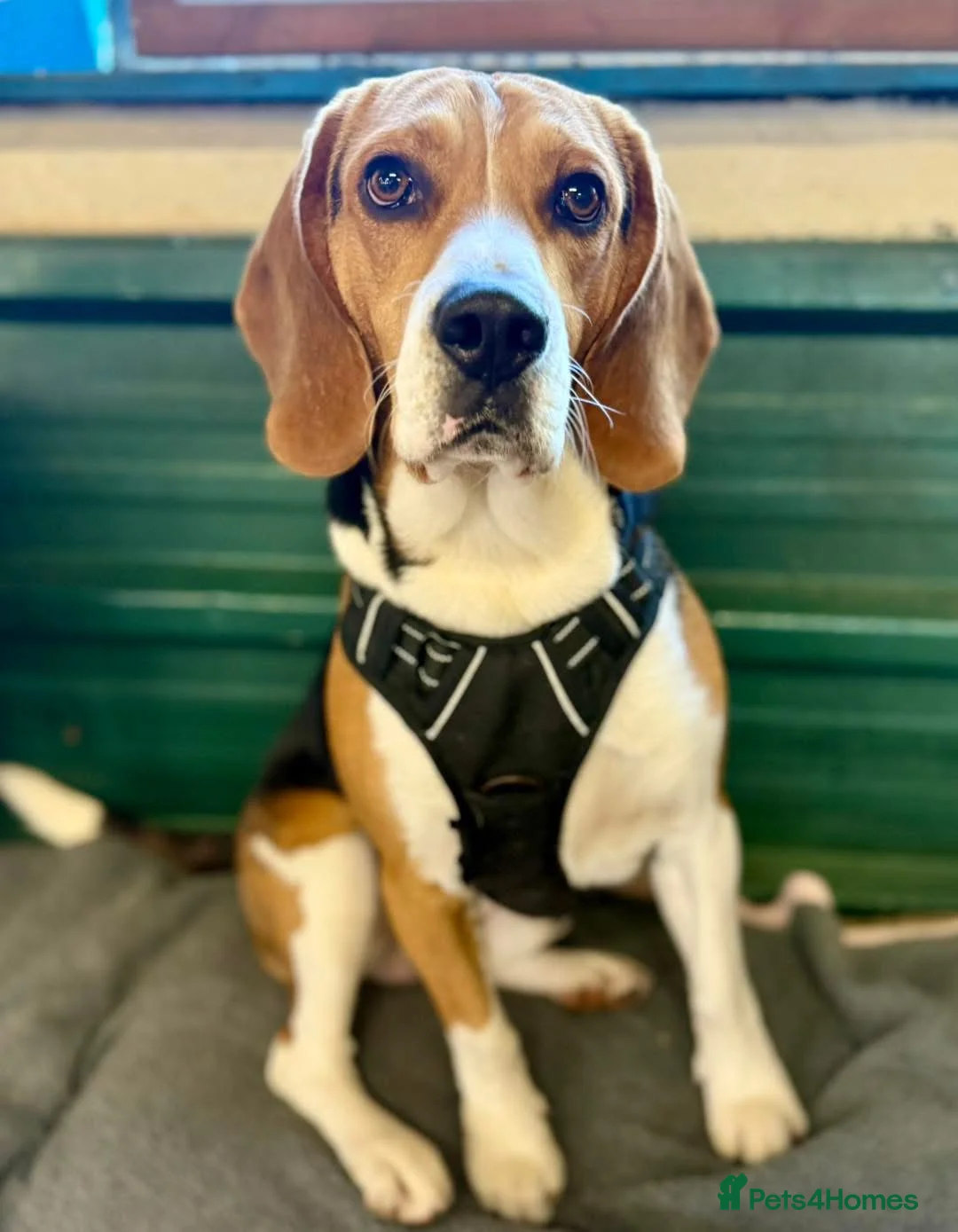 Beagle dogs for stud: Pablo The Beagle STUD - Advert 2