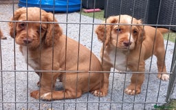 Cocker Spaniel dogs for sale: Beautiful kc reg male cocker spaniel - Image 14