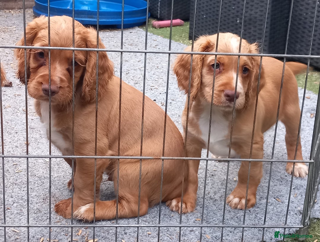 Cocker Spaniel dogs for sale: Beautiful kc reg male cocker spaniel - Image 14