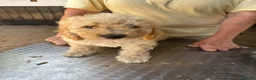Poodle dogs for sale: Stunning Smaller Moyen Poodle puppies available - Advert 12