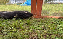 Guinea Pig rodents for sale: Two male guinea pigs  - Image 3