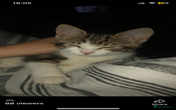 Mixed Breed cats for sale: 6 kittens - Image 7