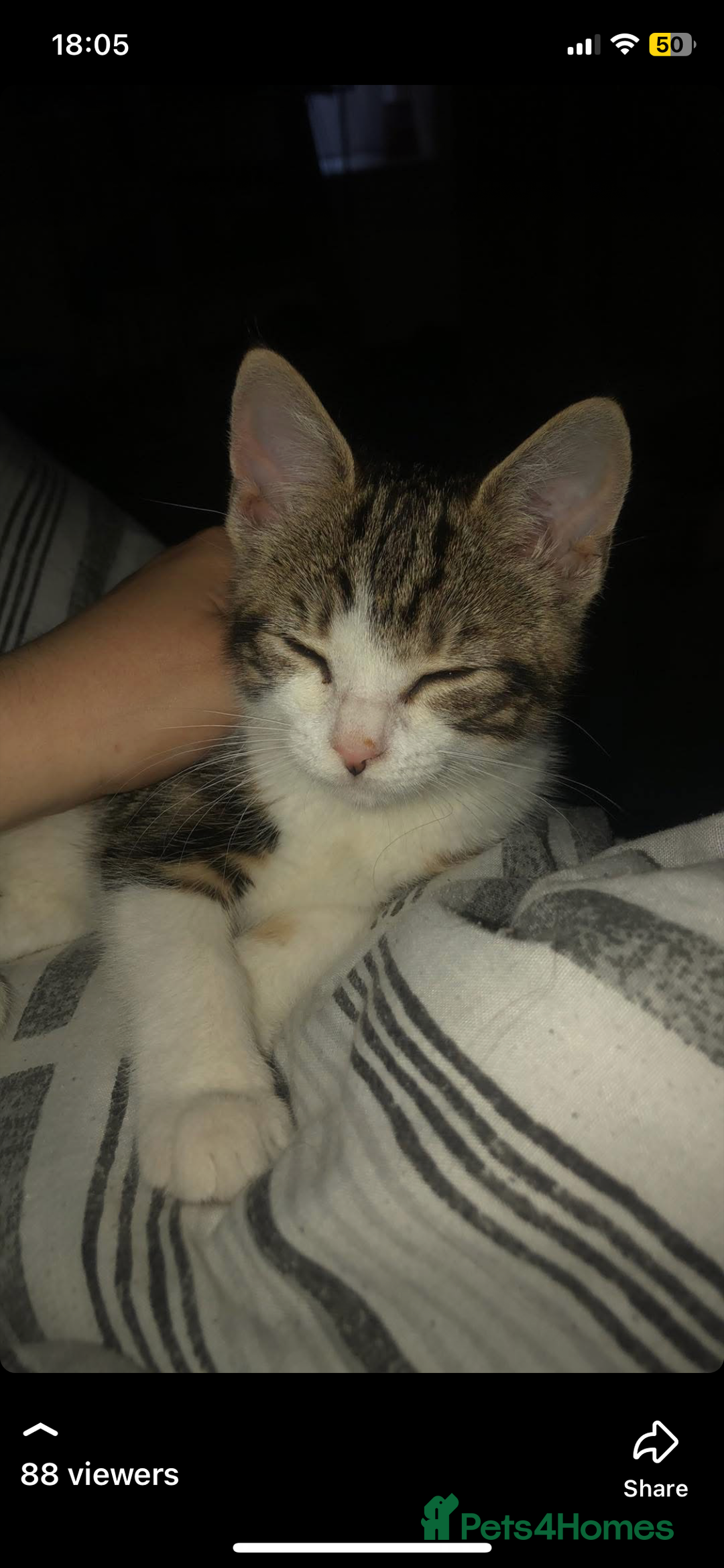 Mixed Breed cats for sale: 6 kittens - Image 7
