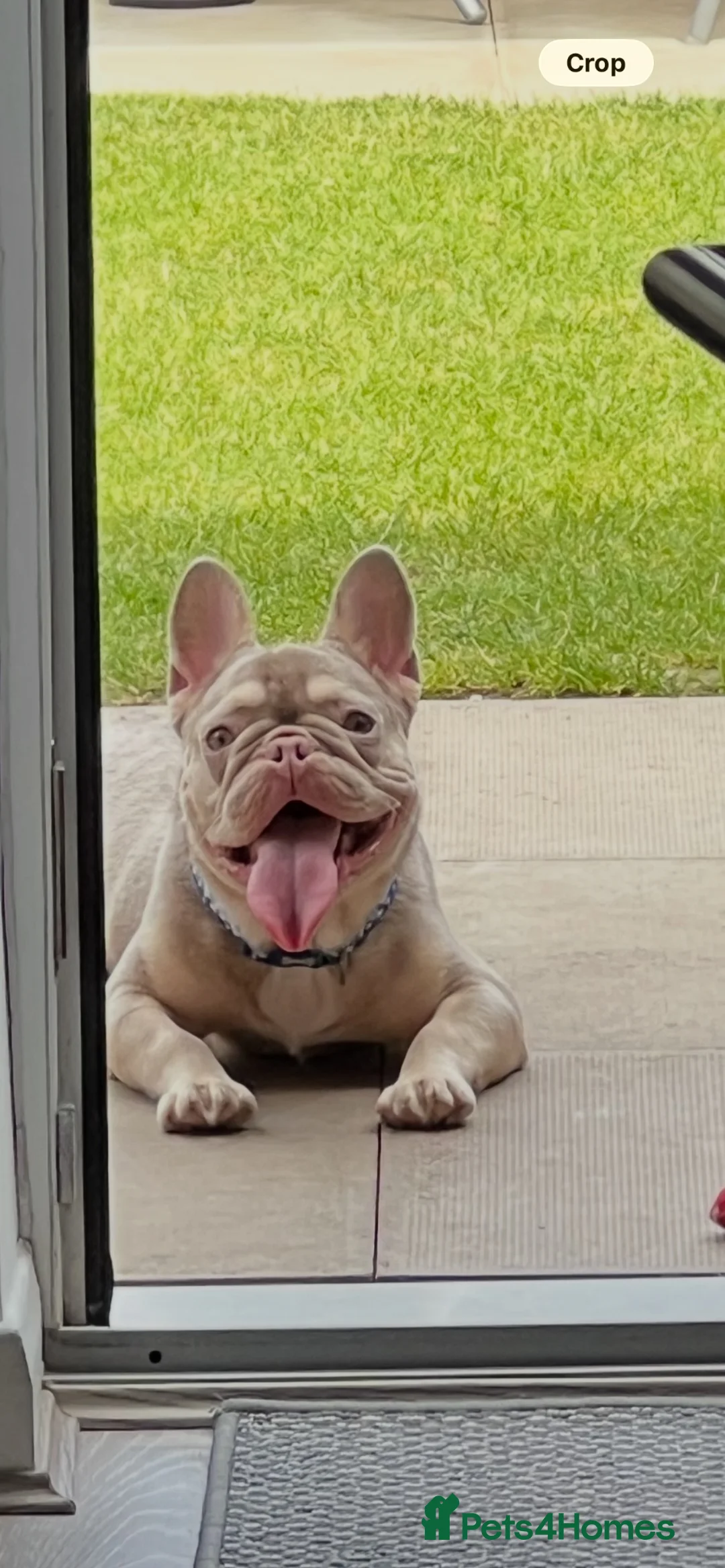 French Bulldog dogs for sale: 9 month old Male French bulldog  - Advert 2