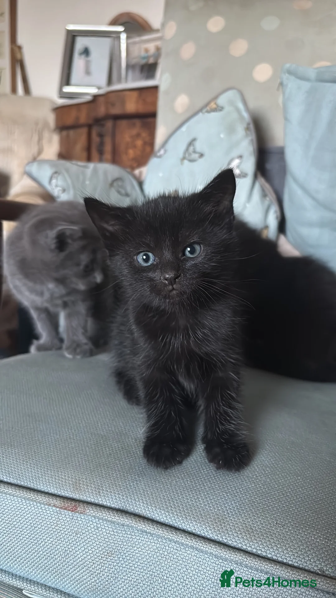 Mixed Breed cats for sale: 3 beautiful kittens looking for forever homes  - Advert 9