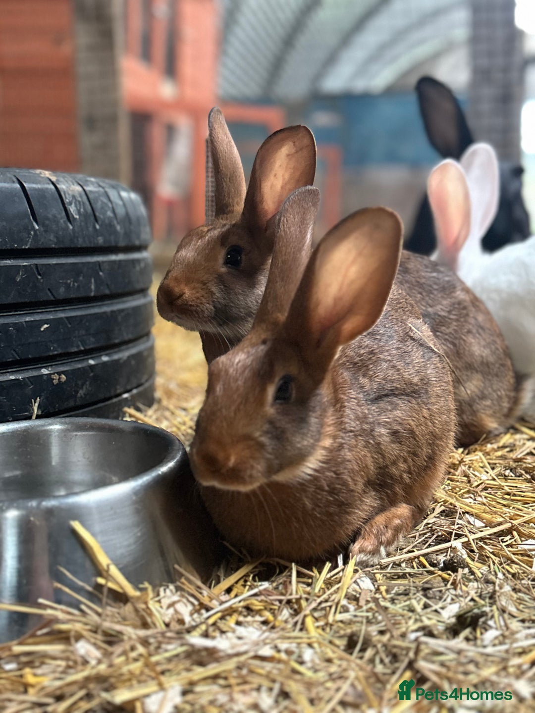 Belgian Hares rabbits for sale: Belgian hares  - Advert 7