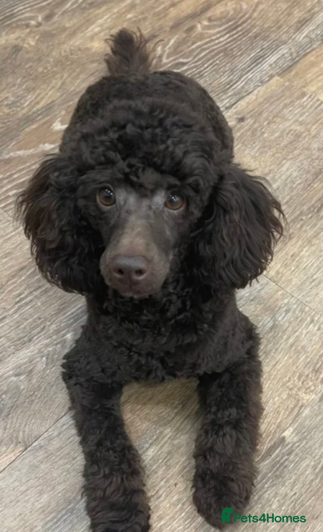 Cockapoo dogs for sale: F1b Health Tested Toy Cockapoo Puppies  - Advert 11