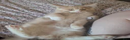 Maine Coon cats for sale: 3 male Mainecoons  - Advert 5