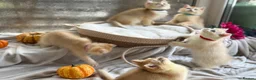 British Shorthair cats for sale: 💛Premium golden chinchilla bsh kittens 💛 - Advert 3