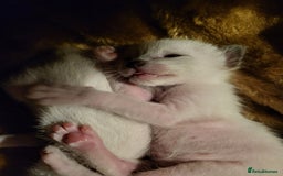 Siamese cats for sale: Old Style Siamese Kittens. Raised with love & care - Image 19