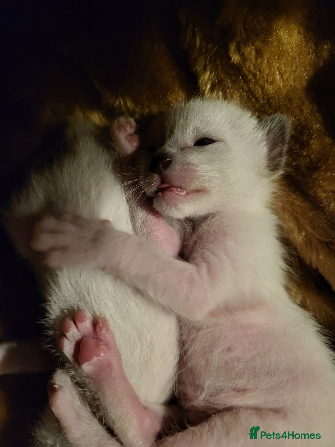 Siamese cats for sale: Old Style Siamese Kittens. Raised with love & care - Image 19