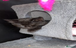 Domestic Shorthair cats for sale: 2 male kittens for sale.  - Image 6