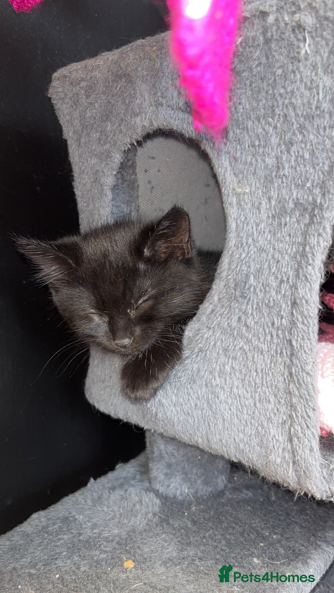 Domestic Shorthair cats for sale: 2 male kittens for sale.  - Image 6