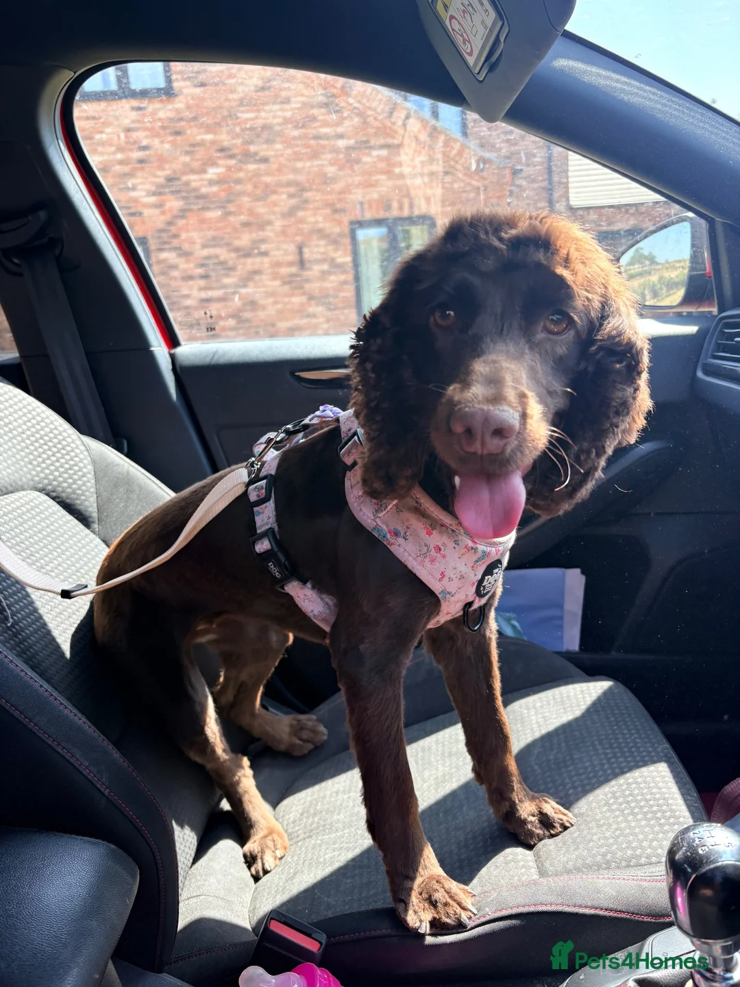 Cocker Spaniel dogs for sale: Dolly 🐾 in Louth - Advert 2