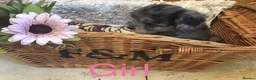 Jackapoo dogs for sale: Mr steven wilson - Advert 13